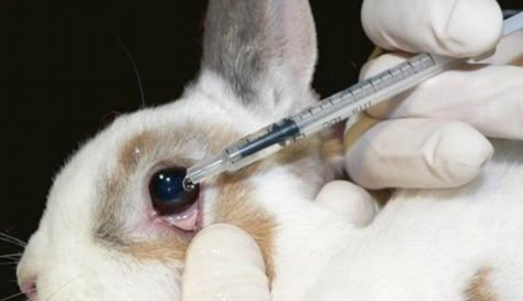 Sign: Pass the Humane Cosmetics Act to Stop Cruel Animal Testing Stop Animal Testing, Animal Experiments, Stop Animal Cruelty, Animal Welfare, Animal Rights, Guinea Pig, Guinea Pigs, Cruelty Free, Animal Lover