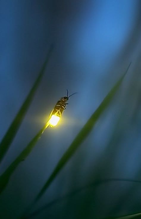 Foto Tips, A Bug, 귀여운 동물, Firefly, Amazing Nature, Beautiful Creatures, Nature Beauty, Natural World, Beautiful World