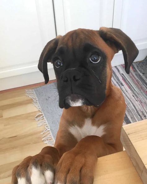 Boxador Puppies, Boxer Dog Pictures, German Boxer, Boxer Mix Puppies, Cute Boxer Puppies, Boxer Puppies For Sale, Boxer Dog Breed, Boxer Breed, Boxer And Baby