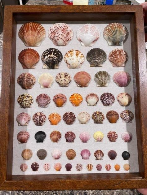 Scallop Shell Craft, Seashell Shadow Boxes, Sea Shell Art, Seashell Display, Shell Display, Seashell Projects, Shell Decorations, Sea Decor, Shell Crafts Diy