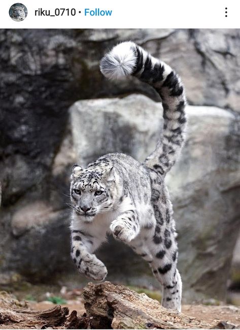 Snow Leopard Tail, Snow Panther, Beautiful Snow, Wild Animals Pictures, African Elephant, Snow Leopard, Weird Animals, Leopards, Exotic Pets