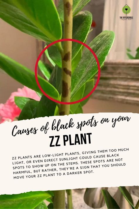 CAUSES OF BLACK SPOTS ON YOUR ZZ PLANT
.
ZZ plants are low-light plants, giving them too much light, or even direct sunlight could cause black spots to show up on the stems. these spots are not harmful, but rather, they're a sign that you should move your ZZ plant to a darker spot.
.
Do visit our website: https://theaffordableorganicstore.com
.
Do #follow us for more tips !! Zamia Plant, Zz Plant Care, Plants Guide, Zz Plants, Organic Store, Plant Mama, Zz Plant, Seed Shop, Plant Problems