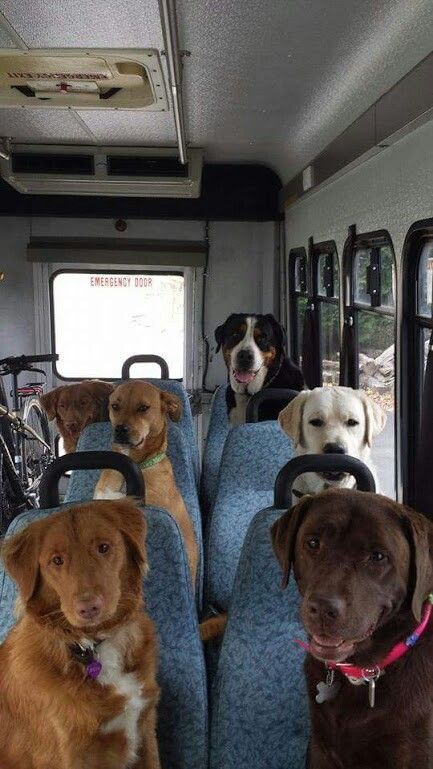 Dog bus Dog School, Dog Daycare, Dog Car, Cute Dogs And Puppies, Beautiful Dogs, Animals Friends, I Love Dogs, Animals Beautiful, Dog Love