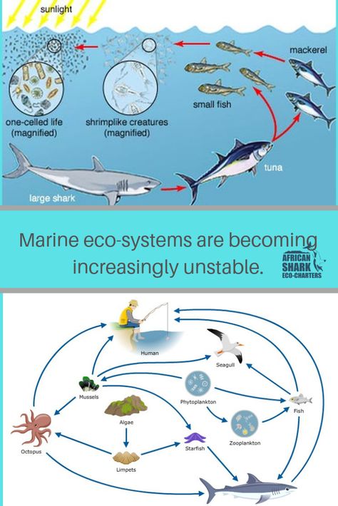 Every eco-system plays a vital role, and the marine ecosystem is vital for the planets survival. Biological Diversity, Eco System, Kelp Forest, Marine Ecosystem, Open Ocean, Marine Environment, The Planets, Marine Biology, The Marine