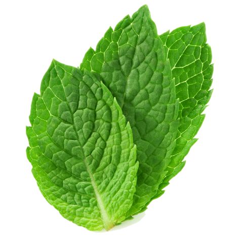 Peppermint Oil Uses, Excessive Gas, Bad Breath Remedy, Pest Prevention, Peppermint Leaves, Ginger Beer, Homemade Dog, Peppermint Essential Oil, Doterra Essential Oils