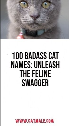 100 Badass Cat Names: Unleash the Feline Swagger Cat Names For Black Cats, Black Cat Names Female, Male Cats Name, Badass Cat Names, Petfinder Cat Names, Powerful Names, Cat Personalities, Tuxedo Cat, Cat Names