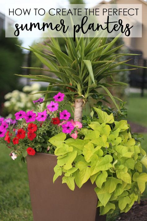 A step-by-step tutorial to share how to create the perfect summer planters. Includes details on which plants to pick, favorite planter options, and how to plant flowers in a pot. How To Plant Flowers, Summer Planters, Flowers In A Pot, Pot Flowers, Summer Planter, Life On Virginia Street, Making Plant Pots, Easy Plants To Grow, Flower Pot Design