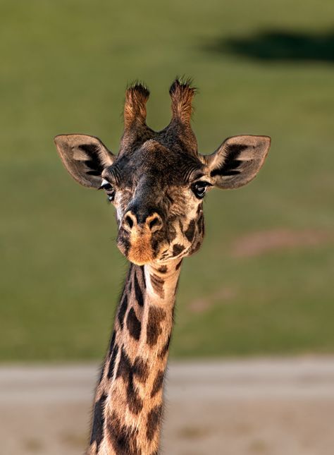 Masai Giraffe, Amur Leopard, Safari Park, San Diego Zoo, Giraffes, South Africa, Animals