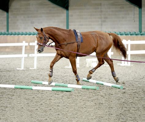 Nine horse lunging exercises to help your horse work correctly - Your Horse Lunging Exercises For Horses, Ground Work For Horses, Horse Lunging, Therapeutic Horseback Riding, Horse Jumping Exercises, Horse Training Exercises, Horseback Riding Tips, Riding Tips, Horse Exercises