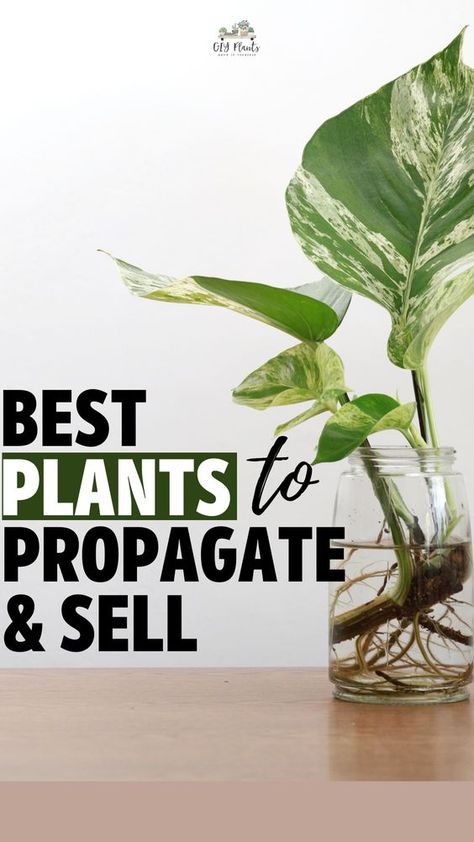 If you enjoy collecting houseplants, you know it can be an expensive hobby. You can offset the cost of adding new plants to your collection by selling propagated plants. The key to making money is knowing what the best plants to propagate and sell are. We’re here to help you determine which plants are best to grow for profit. We’ve compiled a list of the top 15 plants you can propagate and sell for a decent profit. Easy Houseplants To Propagate, Plant Propagation Decor, Selling Propagated Plants, Plants You Can Propagate, Best Plants To Propagate, Easy To Propagate House Plants, Plant Selling Business, Best Plants To Grow And Sell, How To Sell Plants