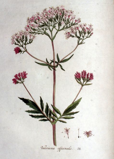 Valeriana Washington Wildflowers, Valeriana Officinalis, Medical Herbs, Herbal Plants, Healthy Herbs, Valerian Root, Herbs Plants, Herbal Apothecary, Healing Plants