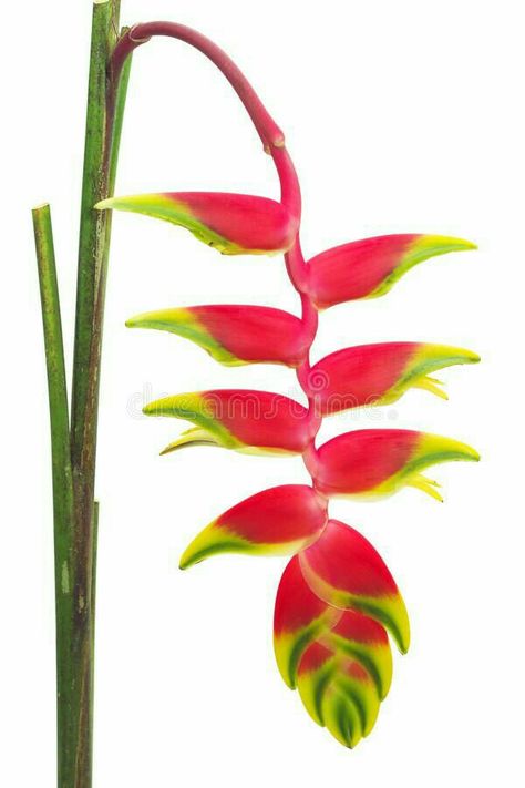 Heliconia Plant, Heliconia Flower, Copic Marker Art, Polynesian Art, Flower Outline, Acrylic Painting Flowers, Diy Art Projects, Forest Painting, Tropical Foliage