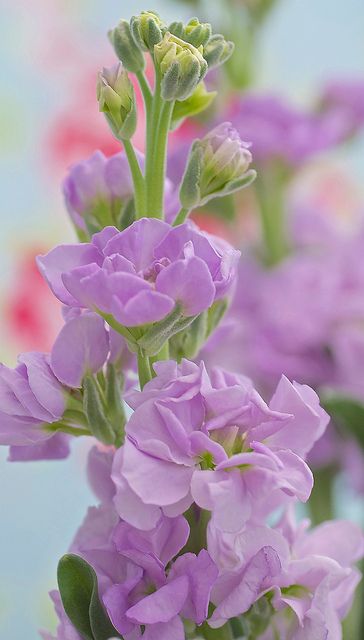 Purple stock gillyflower - prachtige lavendelblauwe en geurende violier - matthiola incana