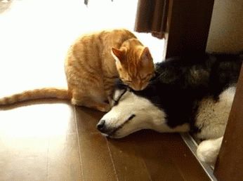 Let me clean you up real quick :)   #CatLovers #Cats #Cute #DogLovers #Dogs #Funny #FunnyGifs #Gifs #Hilarious #Humor #Kitten #LOL Cat Hug Gif, Cat Allergies, Pet Allergies, Ginger Cat, Cute Posts, Dog Allergies, Ginger Cats, Cat Grooming, Cute Kittens