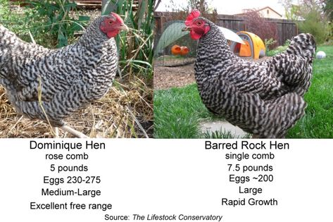 Roberts Farm: Dominique Layers Animal Genetics, Dominique Chicken, Cluckingham Palace, Dominique Chickens, Chicken Business, Chicken Breeding, Best Laying Chickens, Chicken Facts, Brahma Chicken