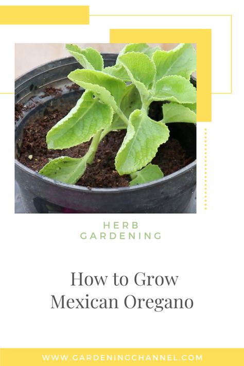 propagated Mexican oregano with text overlay herb gardening how to grow Mexican oregano Mexican Oregano, Oregano Plant, Growing Healthy Hair, Gardening Guide, Medicinal Garden, Herb Gardening, Garden Kit, Culinary Herbs, Cold Remedies