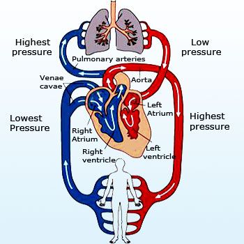 Human circulation system Parts Of Circulatory System, Circulatory System Diagram, Bio Diagrams, Double Circulation Diagram, Biology Circulatory System, Science Circulatory System, Simple Heart Diagram, Circulation Diagram, Open Circulatory System