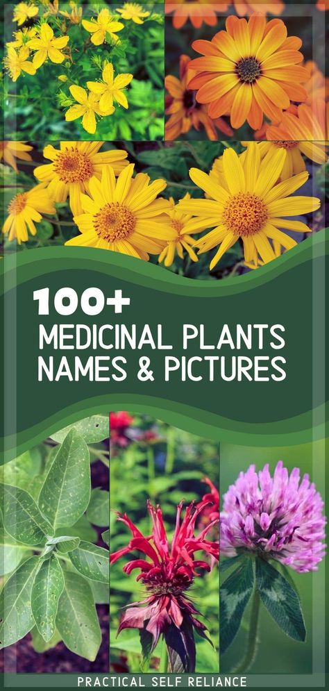 Beginner Herbalist, Herbalism For Beginners, Herbs And Their Uses, Plants Names, Medicinal Wild Plants, Medical Plants, Medicine Garden, Herbal Medicine Recipes, Herbal Remedies Recipes