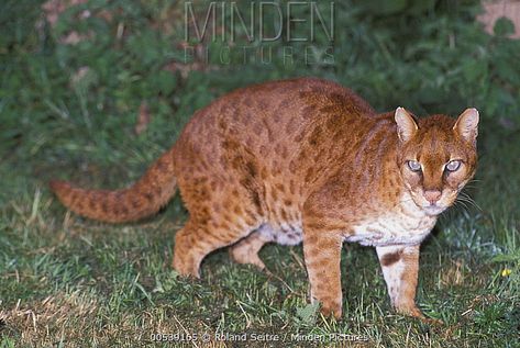 African Golden Cat - Profelis aurata Golden Cat, Small Wild Cats, Cat Species, Amazing Animal Pictures, Wild Animals Pictures, Central Africa, Exotic Cats, Cat Stands, Pretty Animals