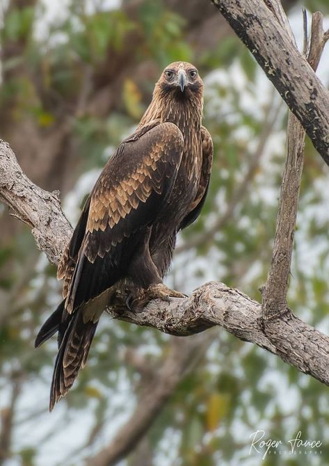 Native Birds Australia | Wedge-tailed Eagle | Facebook Australian Wedge Tailed Eagle, Wedge Tailed Eagle, Images Beautiful, Eagle Images, Animal Reference, Stunning Nature, American Bald Eagle, Aboriginal People, Australian Wildlife