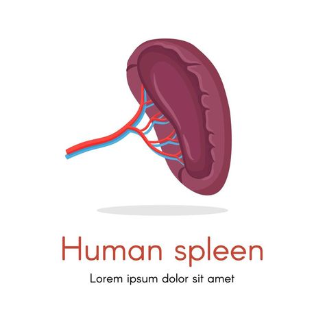 Human spleen isolated on white background vector. Spleen internal anatomy, human organ illustration Spleen Anatomy, Organ Illustration, Internal Anatomy, Human Organ, Infographic Design, Anatomy, Vector Art, White Background, Vector Free