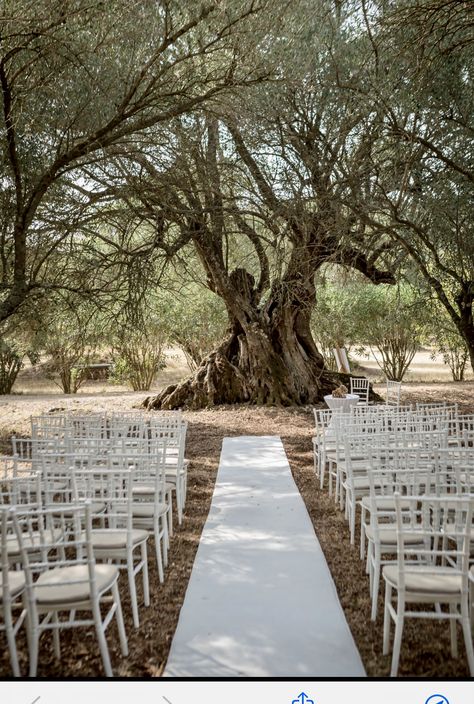 Olive Trees Wedding Ceremony, Olive Grove Wedding Ceremony, Olive Tree Wedding Ceremony, Olive Trees Wedding, Olive Tree Wedding Decor, Olive Tree Wedding, Cambridge Cottage, Wedding Puglia, Corporate Party Decorations