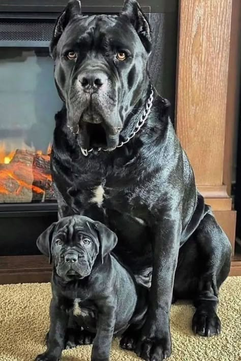 Black Cane Corso Dog breed Baby Cane Corso, Scary Dogs Breeds, Cane Corso Dog Puppies, Big Dog And Small Dog, Big Cute Dogs, King Corso, Chien Cane Corso, Cane Corso Dog Breed, Small Black Dog