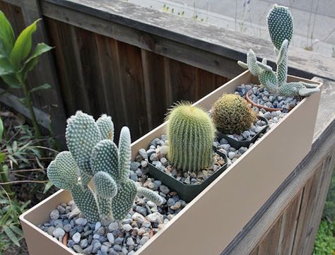 Cactus Planter Box Idea for Dad Cactus Window Box Ideas, Desert Planter Boxes, Faux Cactus, Outdoor Patio Diy, Barrel Planter, Cactus Planter, Plant Projects, Warm Blonde, Cactus Design