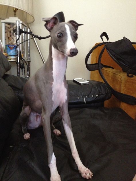 Italian greyhound chillin on the couch Italian Gray Hounds, White Bull Terrier, Whippet Puppies, Italian Greyhound Dog, Dog Expressions, Chihuahua Lover, Cute Animals Puppies, Grey Hound Dog, Italian Greyhound