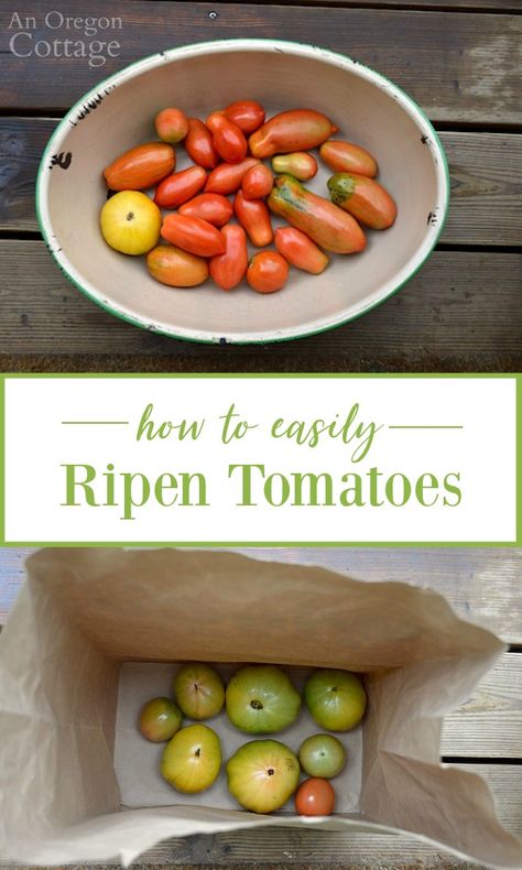 You won't believe how easy it can be to ripen tomatoes at the end of the season - no individual wrapping required! Get the most out of your tomatoes with the tips included. #anoregoncottage #gardening #gardentips #tomatoes #harvest Bakers Pantry, How To Ripen Tomatoes, Gardening Fruits, Gf Ideas, Oregon Cottage, Tomato Pruning, Vegtable Garden, Food Preserving, Vegetables Garden