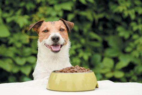 Black currant, evening primrose and borage oils are prized for their high levels of gamma-linolenic acid (GLA). But what is GLA and is it right for your dog? Let's take a closer look. Olive Oil For Dogs, Canadian Dog, Recipes For Dogs, Oregano Recipes, Oregano Oil Benefits, Candida Yeast Infection, Candida Yeast, Premium Dog Food, Borage Oil