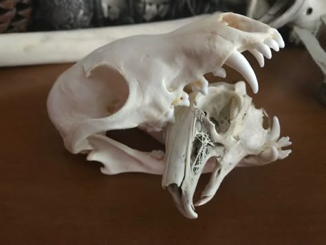 Fox and Rabbit skulls Rabbit Skull, Rabbit Skull Reference, Rabbit Skull Art, Possum Skull, Animal Bones Aesthetic Dark, Weird Animal Skulls, Fox Skull, Atlas Moth, Skull Reference