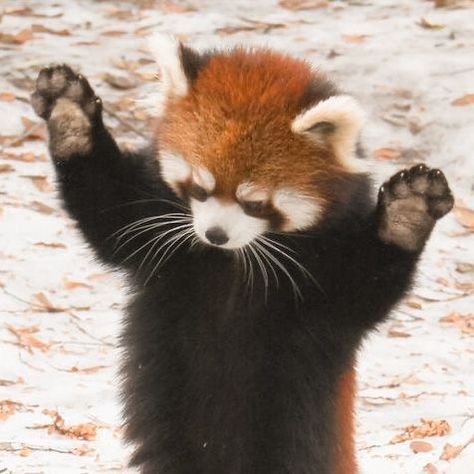 Red Panda Aesthetic Icon, Red Panda Astethic, Wild Animal Aesthetic, Red Panda Aesthetic Art, Animals Icons Aesthetic, Red Animal Aesthetic, Aesthetic Pictures Animals, Angry Red Panda, Red Pandas Aesthetic