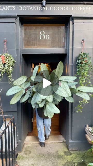 Plant Shop Edinburgh UK |🪴☕️ on Instagram: "Leaf patterns that look as if they have been painted on, this Ctenanthe setosa ‘Grey Star’ is making a big statement at our St Vincent Street shop 💚🪴  Place this lovely leafy friend in bright, indirect light and mist frequently throughout the week to increase humidity. Allow the top inch to dry out completely between waterings and feed with a general houseplant feed in the Spring and Summer for optimal results.  Available online for local delivery too 🚚   #ctenanthe #ctenanthesetosa #calathea #calathealovers #houseplants #marantaceae #marantaceaeclub #urbanjungle #bigplants #growurban #edinburgh" Ctenanthe Setosa Care, Ctenanthe Setosa, Bright Indirect Light, Edinburgh Uk, Leaf Patterns, Plant Shop, Big Plants, St Vincent, Urban Jungle