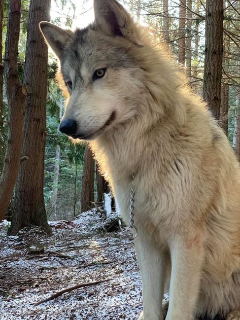 Take comfort in knowing your money will be going for a great cause. Cute Wolves, Therian Aesthetic, Wolf Therian, Pet Wolf, Largest Wolf, Wolf Aesthetic, Tattoo Nature, Wolf Photos, Wolf Spirit Animal