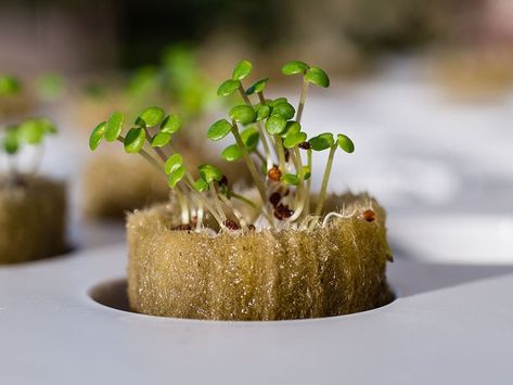 Hydroponic Systems, Hydroponic Growing, Grow System, Rooting Hormone, Plant Nutrients, Plant Growing, Growing Plants Indoors, Root Growth, New Roots