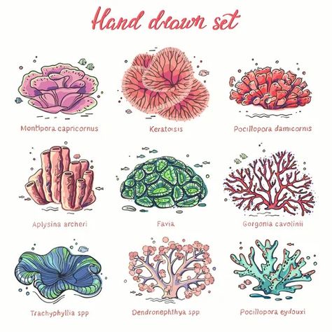 Ocean Coral Drawing, Coral Reef Drawing, Coral Drawing, Ocean Plants, Fish Tank Terrarium, Underwater Plants, Sea Plants, Coral Art, Zen Doodle Art