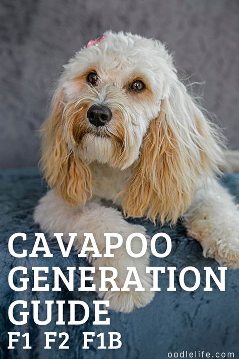 Cavapoos, as a crossbreed, belong to various categories according to the breed of a litter’s parents. Here we will look at these generational categories, namely, F1 vs F2 Cavapoos. Cavoodle Dog, Lazy Dog Breeds, Cavapoo Breeders, Cavapoo Dogs, Designer Dogs Breeds, Smartest Dog Breeds, Dog Crossbreeds, Labradoodle Dogs, Beautiful Dog Breeds