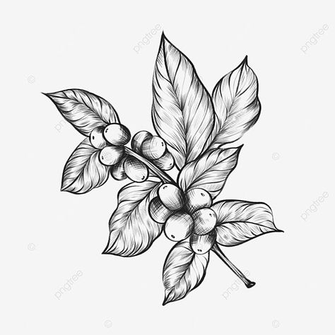 Coffee Leaf Illustration, Coffee Leaf Tattoo, Simple Fashion Illustration, Coffee Plant Illustration, Coffee Animation, Coffee Sketch, Coffee Leaves, Coffee Leaf, Rat Drawing