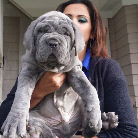 Neapolitan Mastiff puppy Old World Lucky Luciano at 8 weeks. son of Old World Ren Visit us at www.oldworldmastinos.com and follow us on instagram at oldworldmastnos Neo Mastiff, Mastiff Puppies For Sale, Mastiff Dog Breeds, Lucky Luciano, English Mastiff Puppies, Mastiff Puppy, Cane Corsos, Neapolitan Mastiff, Mastiff Breeds