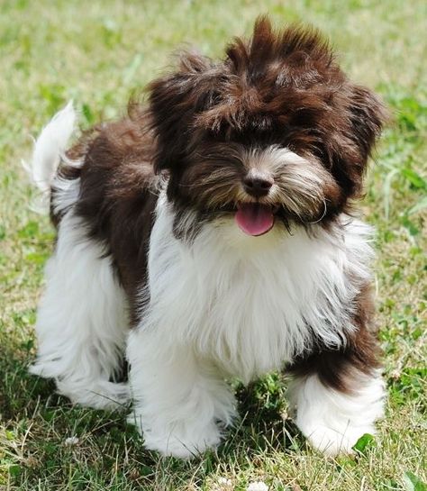 Healthiest Dog Breeds, Havanese Grooming, Dream Puppy, Bichon Havanais, Mandrill, Havanese Puppies, Havanese Dogs, Healthy Dogs, Baby Dogs