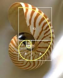 the fibonacci sequence transcribed on a snail's shell. Golden Ratio In Nature, Golden Proportion, Fibonacci Tattoo, Fractals In Nature, Fibonacci Golden Ratio, Spirals In Nature, Golden Section, Divine Proportion, Geometry In Nature