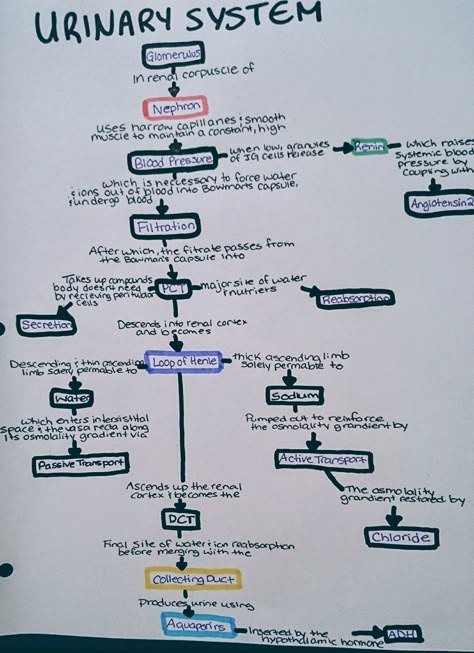 Urinary System Anatomy Physiology, Renal System Physiology, The Urinary System Notes, Urinary System Nursing Notes, Renal Physiology Notes, Urinary System Anatomy Notes, Renal System Notes, Renal System Nursing, Renal System Anatomy