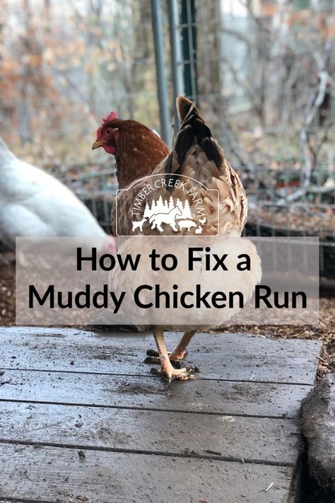 How to Fix a Muddy Chicken Run - Timber Creek Farm Chickens Around Garden, Chicken Run Enclosure, Winterizing Chicken Coop Run, Chicken Coop Border, Chicken Pond Ideas, Fun Things To Put In A Chicken Run, Pallet Chicken Run Diy Easy, Chicken Run In Garden, Chicken Run Toys Diy