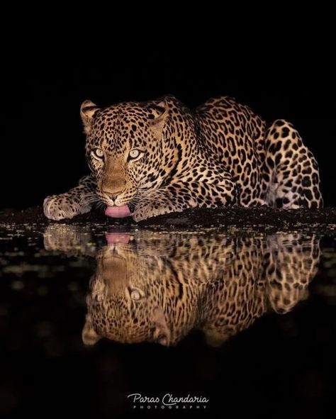 BIG CATS WILDLIFE on Instagram: "A beautiful photo of an African Leopard at a waterhole in Kenya. 📸 Photo by @paraschandaria 🐆 Follow Us 🦁 @bigcatswildlife Leopards are renowned for their agility. They run up to 58km/h and can leap 6m horizontally and 3m vertically." Glamour Wallpaper, African Leopard, Jaguar Animal, Fierce Animals, Spiritual Animal, Nature And Wildlife, Exotic Cats, Leopard Fashion, Pretty Animals