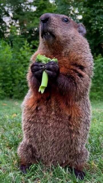 Groundhog Pictures, Cute Groundhog, Pirate Monkey, Animal Eating, Farm Aesthetic, Prairie Dogs, Woodland Critters, Reference Pics, Prairie Dog