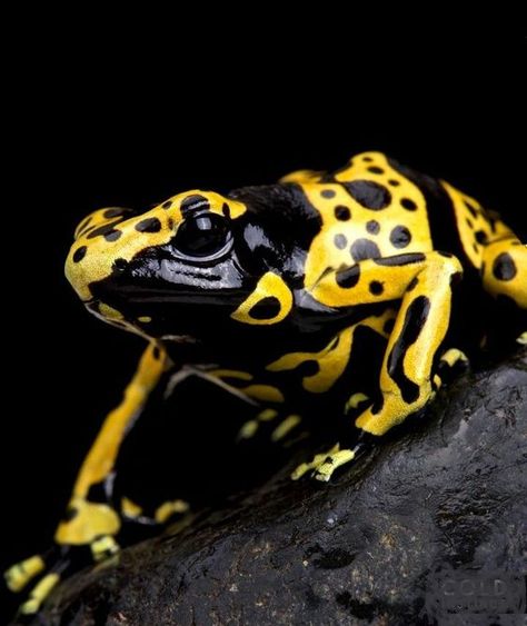 Yellow Banded Poison Dart Frog, Poison Dart Frog Aesthetic, Poisonous Dart Frog, Poisonous Frog, Blue Poison Dart Frog, Colorful Frogs, Frog Habitat, Tattoo Wallpaper, Frog Species