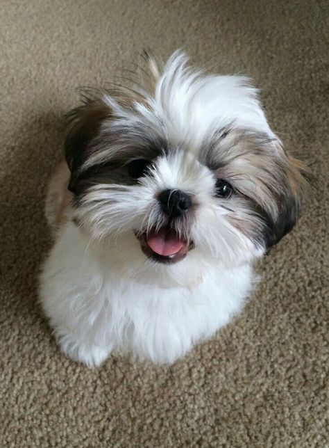 Shitzu Dogs, Perro Shih Tzu, Chien Shih Tzu, Shitzu Puppies, Shih Tzu Puppies, Shih Tzu Puppy, Lhasa Apso, Shih Tzu Dog