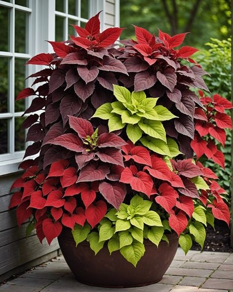 Coleus Landscaping, Red Coleus, Coleus Containers, Coleus Care, Shade Plants Container, Container Recipes, Coleus Plants, Summer Planter, Yard Maintenance