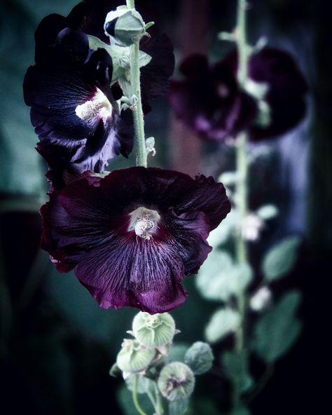 Hollyhock symbolism and meaning: A positive influence to the witch's garden, along with fairies, bees, butterflies and white magic - Black Hollyhock, Hollyhock Seeds, Witches Garden, Witch's Garden, Hollyhocks Flowers, Seeds Color, Gothic Garden, Witch Garden, Positive Influence